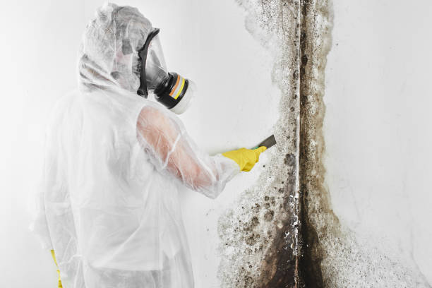 Best Residential Mold Remediation in Day Valley, CA