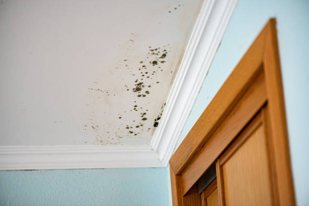 Best DIY Mold Remediation Support Services in Day Valley, CA